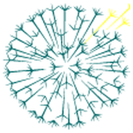Dandelion Health